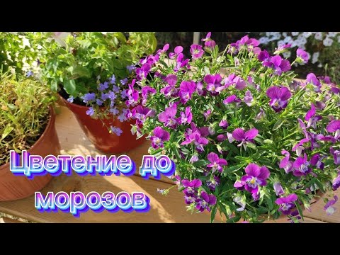 Видео: 🌼🌸Лобелия будет цвести до морозов!Это очень просто!!!