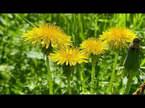 Видео: Утренний релакс, природа, Асбест, Средний Урал