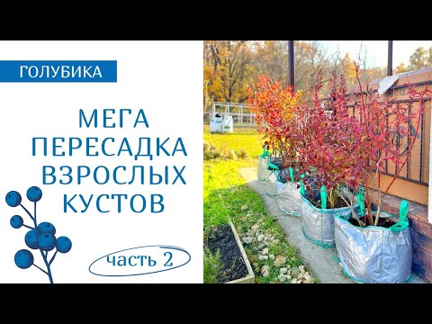 Видео: Посадка взрослых кустов голубики