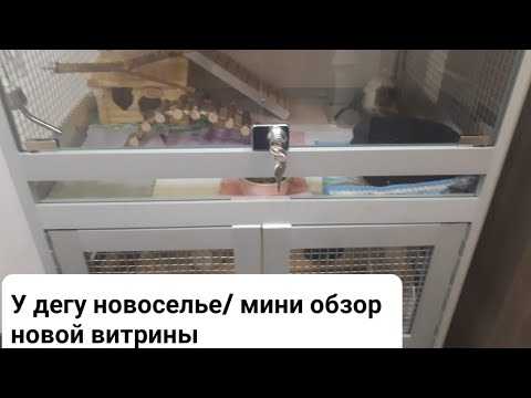 Видео: У дегу новоселье. обзор новой витрины.