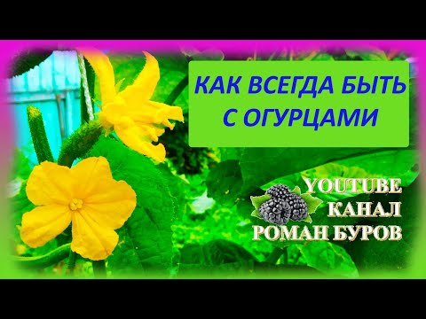 Видео: ДЕВЯТЬ советов как выращивать ОГУРЦЫ в открытом грунте в холодном климате и собирать большие урожаи.