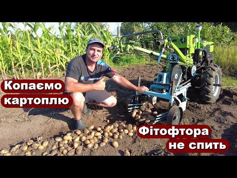 Видео: Копаємо картоплю після ФІТОФТОРИ