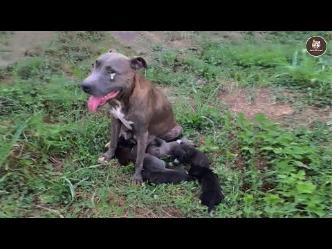 Видео: «Сначала спасите моих малышей!» Мама Питти из последних сил умоляла о помощи