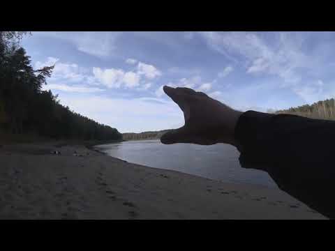 Видео: Утро на реке: рыбалка, костёр и приключения !!#рыбалка #двина