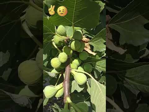Видео: Супер-инжир - это очень просто!