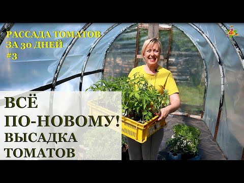 Видео: Высаживаю томаты новым способом / Рассада томатов за 30 дней!