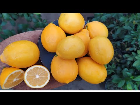 Видео: Лимон Мейер