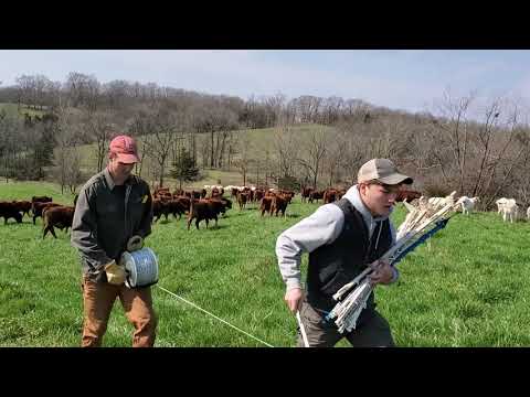 Видео: Стадо овец + Стадо быков = Флёрд! Комбинированный вид домашнего скота — это круто!