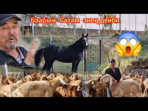 Видео: Польша  Чыкты  Аксакал  Баарын  Сатам дейби