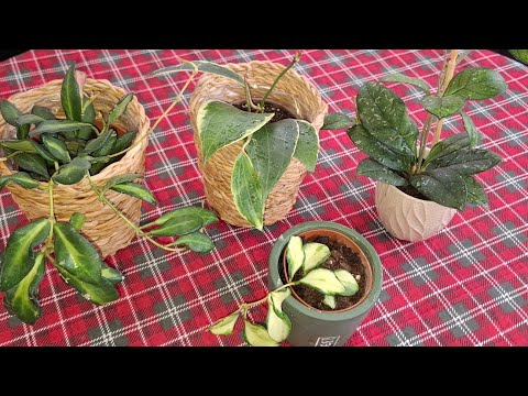 Видео: 🍀😃👍 Посылка с хоями из Румынии. 🌿😄👍