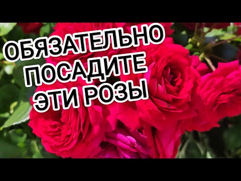 Видео: ОБЯЗАТЕЛЬНО ПОСАДИТЕ ЭТИ РОЗЫ, ОНИ НЕ ПОДВЕДУТ.