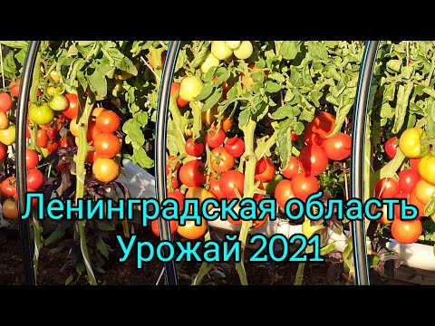 Видео: Урожай томатов 2021 года. Обзор сортов и гибридов в разрезе. Что посадим на следующий сезон.