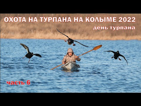 Видео: ДЕНЬ ТУРПАНА НА КОЛЫМЕ 2022 ЧАСТЬ 6. HUNTING FOR VELVET SCOTER IN SIBERIA. KOLYMA