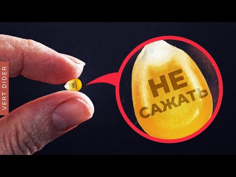Видео: Почему фермерам запретили сеять семена от собранного урожая? [Veritasium]