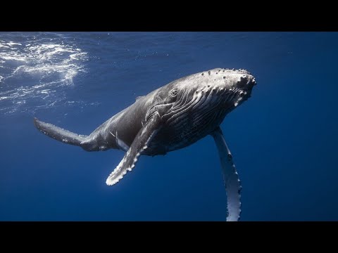 Видео: Вы Слышали Как поют киты? ЗВУКИ КИТОВ под водой. 100% присутствие.