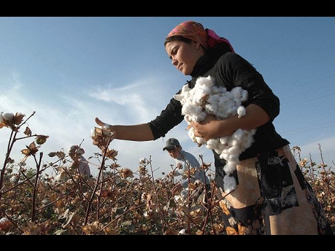Видео: Интересные факты о хлопке