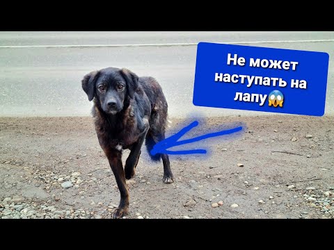 Видео: На морозе у голодного пса отказала лапка🥺
