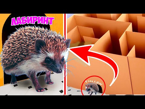 Видео: НАЙДЕТ ЛИ ЕЖИК ВЫХОД ИЗ ЛАБИРИНТА ? ЁЖИК VS ЛАБИРИНТ