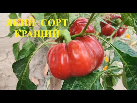 Видео: ЯКИЙ КРАЩИЙ СОРТ ЧИ  ГІБРИД СОЛОДКОГО ПЕРЦЮ