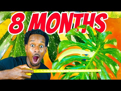 Видео: ЖАЛЬ, ЧТО Я НЕ ЗНАЛ ЭТОГО ДО ТОГО, КАК ВЫРАЩИВАЛ монстеру сорта Thai Constellation!