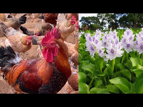 Видео: Комбикорм для кур из водяного гиацинта – влияние растения АКАЦИЯ МАНГИЕВАЯ на кур