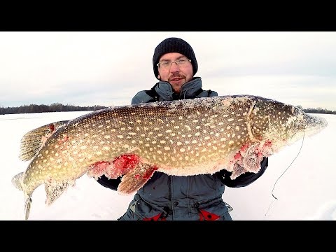 Видео: ШОК! Моя лучшая зимняя рыбалка!!! ТРОФЕЙНАЯ ЩУКА НА ЖЕРЛИЦЫ