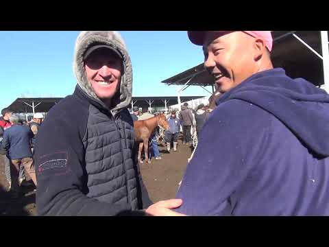 Видео: Для кого то адовый трэш. Для кого-то экзотика. Для кого то часть жизни.  Скотный рынок в Караколе