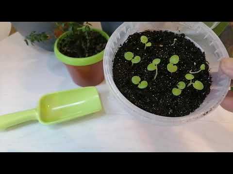 Видео: ЦВЕТОЧНЫЕ НОВОСТИ и не только