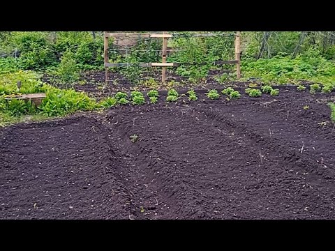 Видео: как разрабатываем заросший огород\обзор огорода май 2025