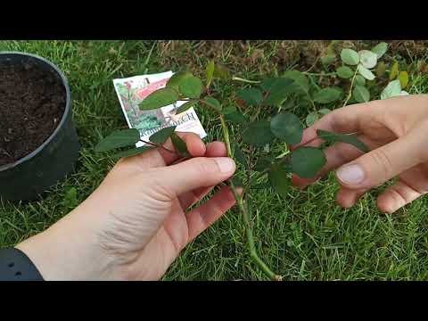 Видео: Как размножить розу черенками?