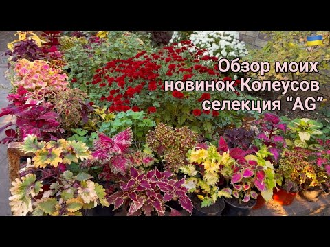 Видео: Обзор Новинок в моей коллекции Колеусов, сорта селекции «АG»