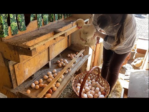 Видео: НАСЫПЬ И ЗАБУДЬ! КУРЫ ДЛЯ ЛЕНИВЫХ-без труда и забот