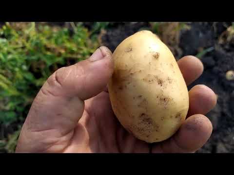 Видео: Куда выливаем канализацию, и что же получаем в итоге? 🤔