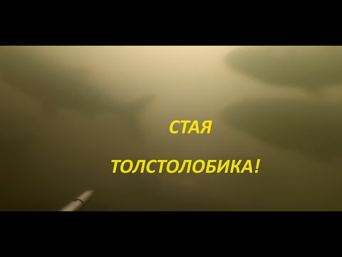 Видео: Дневная Подводная Охота на толстолобика. Десногорское вдхр 06.06.2024год.