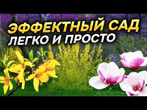 Видео: 🏵⚡ЦВЕТУТ круче всех! 11 ШИКАРНЫХ кустарников без ухода