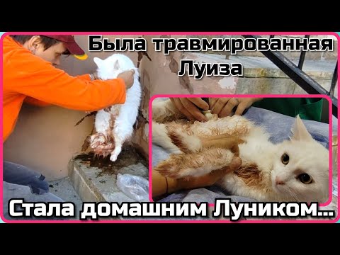 Видео: Спасение бездомной кошки Луизы, оказавшейся домашним котом Луником...Верновцы - спасение животных