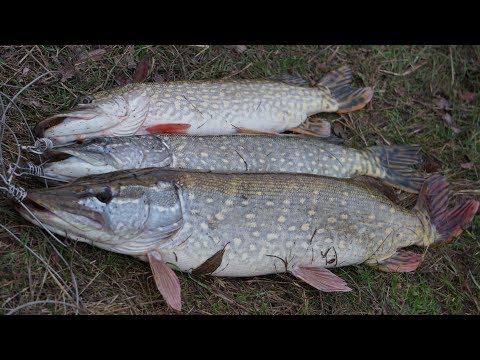 Видео: Щука на раттлины и не только Щука)) Необычная рыбалка с женой.