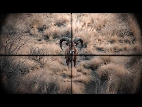 Видео: Охота на Пенджабского Уриала и Уриала Блэндфорда из ЗАСАДЫ!