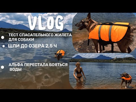 Видео: ВЛОГ / С СОБАКОЙ НА ОЗЕРО / ТЕСТ СПАСАТЕЛЬНОГО ЖИЛЕТА ДЛЯ СОБАКИ ЗА 1000 РУБЛЕЙ