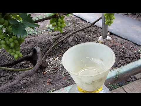 Видео: Что делать, чтобы вызрела лоза винограда