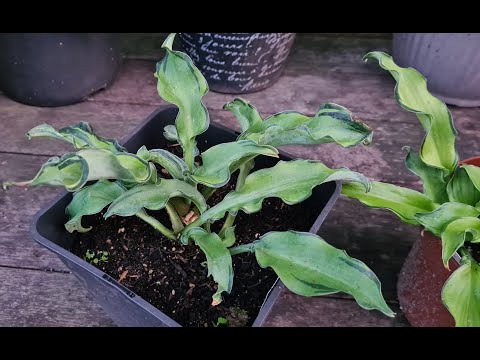 Видео: Hosta Ripple Effect & Gravity Rocks I Сравниваем хосты #обзор #julia_i_sad #2024 #collection #garden