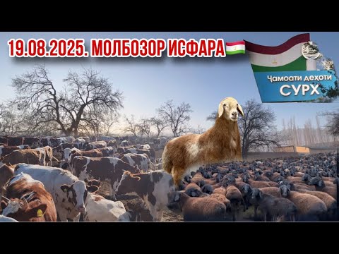 Видео: Бозора арзонша ефтем Исфара дехаи Сурх 19 августа 2025 г.