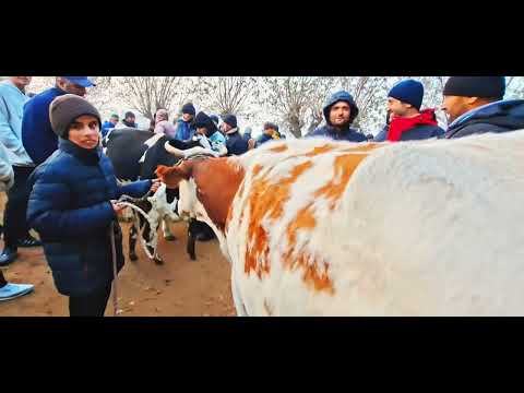 Видео: Молбзори Нуроншоҳ Мастчоҳ 12 11 25г
