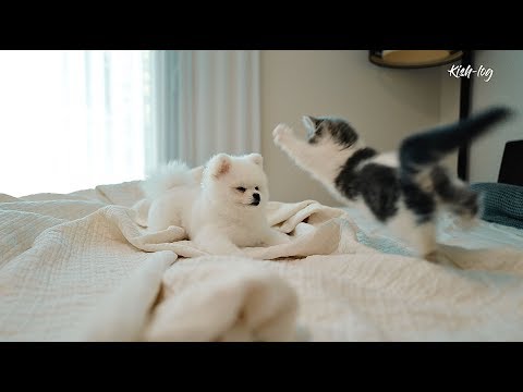 Видео: [влог]#манчкин#дневник о жизни котёнка (6) - Взлетай, Cоль