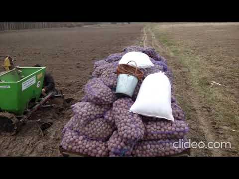 Видео: Посадка картошки 2021 Jinma 244 після фрези
