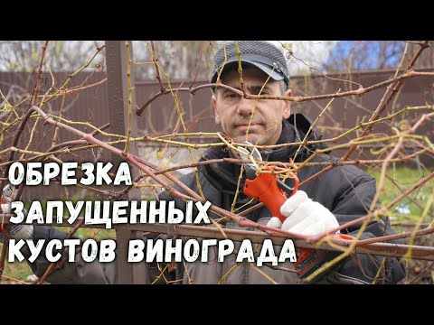 Видео: Обрезка и формировка запущенных кустов винограда