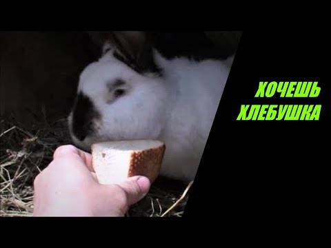 Видео: КРОЛИКОВОДСТВО Чем кормить КРОЛИКА ДЛЯ БЫСТРОГО РОСТА