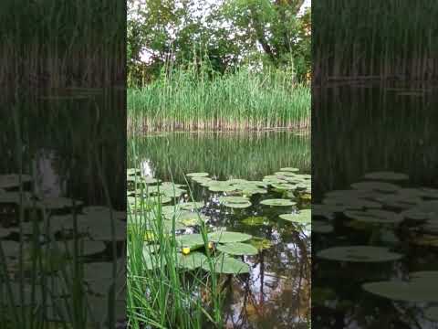 Видео: летним вечером на речке. со звуком . по громче.