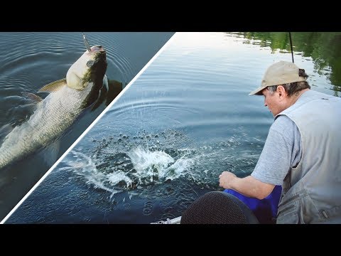 Видео: Жереховая поклёвка вживую на блесну «Гранка»