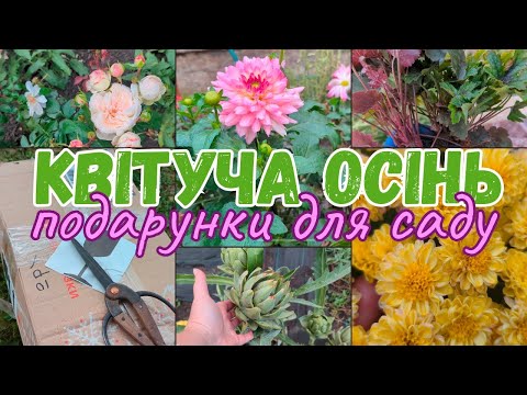 Видео: Отримала квіти від @olenacherepakha 😍🌹 що квітне, а що зеленіє восени квітучі хризантеми з назвами🍁🍂